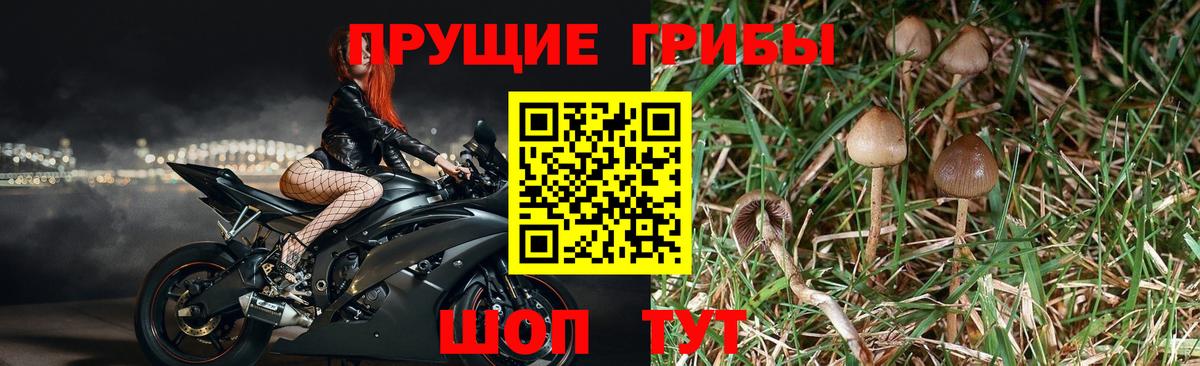 Галлюциногенные грибы Magic Shrooms Стрежевой